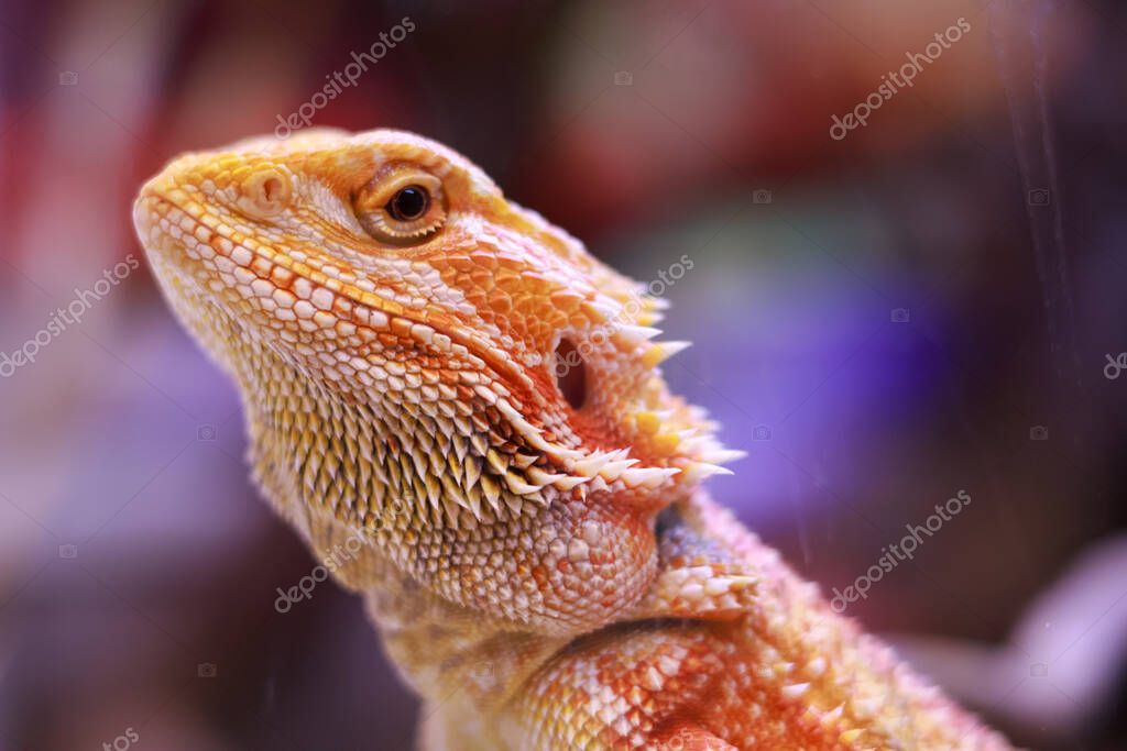 Exotic reptile in a terrarium at a pet shop