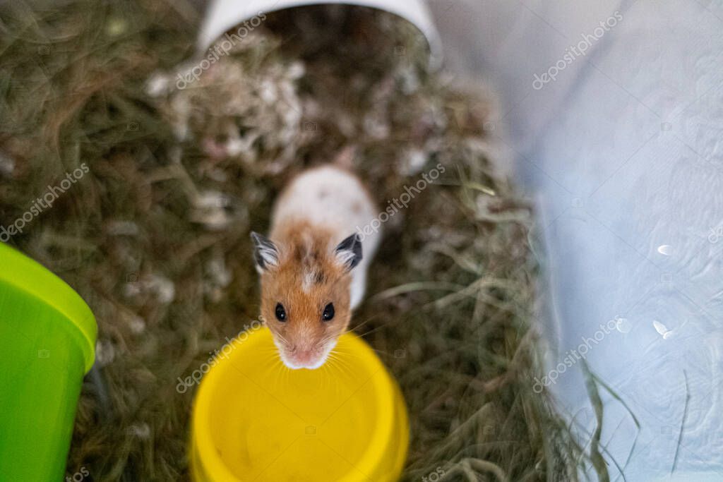 Hamster habitat cage starter set with accessories