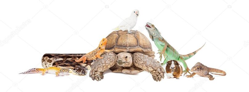 Exotic pet in a specialist enclosure